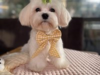 Kore Kan maltese köpeği