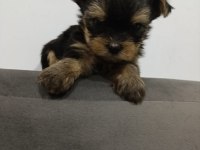 Teacup max 2.300 kg erkek bebek yorkshire terrier köpeği