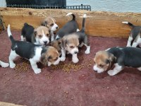 Safkan ırk garantili beagle yavrular