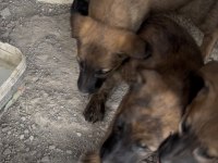 Mama Karşılığı Belçika Kurdu Yavrular