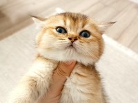 British Shorthair Yavruları Teslime Hazir