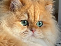 Neslinin En İyisi Golden NY12 Longhair British Yavrular