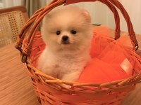 Baby Pomeranian Boo mini boy