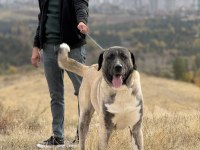 Kangal köpeğimizi sahipledirme