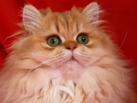 Blh By11 British Longhair Elite