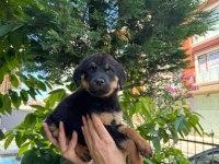 Alman kökenli rottweiler yavruları