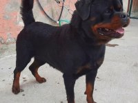 A Şecereli Üretim İzinli Yetişkin Dişi Rottweiler