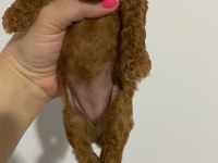toy poodle bebekler