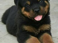 Son 1 dişi 1 erkek rottweiler kapıda ödeme mevcuttur