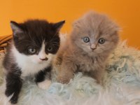 Bsh Ve Sflh Dişi Ve Erkek Yavru Kediler İzmir