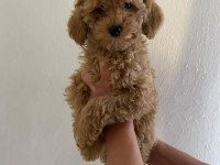 Maltipoo Bebekler