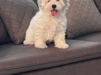 4 aylık erkek maltipoo yavrum tam çiş eğimli pede yapıyor