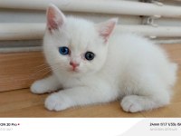 Kardeş British Shorthair Kediler