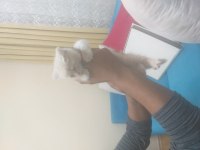 Kedimiz 2 aylık british shorthair