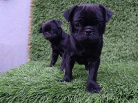 SİYAH LEKESİZ PUG MOPS