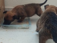 40 günlük dişi erkek malinois