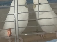 Beyaz Muhabbet Kuşu Df Jumbo