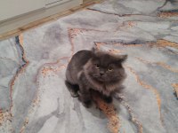 British longhair 1 yaşında