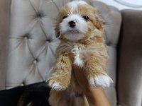 Sevimli maltipoo bebekler