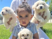 SAFKAN MALTESE TERRIER (MALTA KÖPEĞİ)