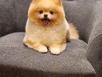 FIRSAT Hamile Ayı surat Dişi Pomeranian