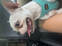Ücretsiz Dişi French Bulldog