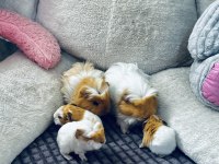 Ginepig yavruları