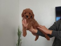 2.5 aylık koyu renk toy poodle