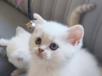 British shorthair yavrularımız