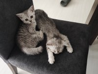 British shorthair kedimi sahiplendirmek istiyorum