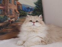 By11 ve Cy1103 Safkan Şecereli British Longhair Yavru