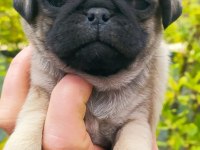 KREM PUG YAVRULARI