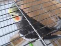 Bir çift sultan papağanı yumurtluyor