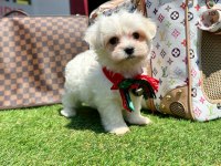 TATLI TADINDA MALTESE TERRİER