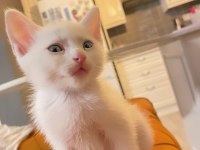 British shorthair kedimizden varsa daha iyisi o da annesi
