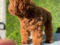 Toy poodle köpeği