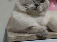 British blue point