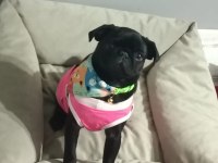 4 Aylık Dişi Pug