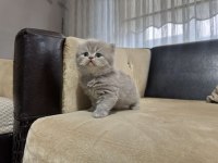 British Longhair Kedimiz