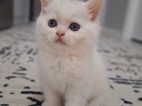 Sağlıklı oyuncu british shorthair bebekler