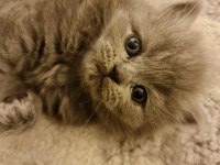 Blue British Longhair