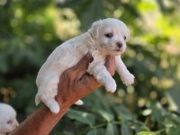 Kar Topu Bebek Köpekler