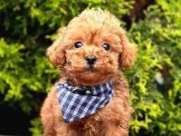 Irk Ve Sağlık Garantili Poodle