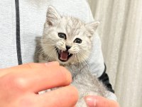 Tuvalet eğitimi var oyun oynamayı seven british shorthair