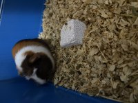 Guinea pig 4 aylık