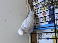 Yavru muhabbet kuşu mükemmel