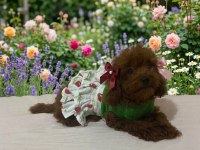 Kore Poodle