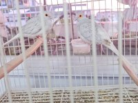 Minyatür Kumru (Diamon Dove)