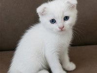 Scottish longhair yavrular 2 dişi 2 erkek