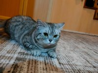 British shorthair 18 aylık